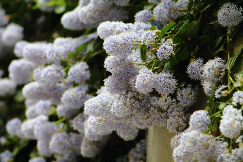 Light blue californian lilac blossom (Ceanothus thyrsiflorus repens). Nice smelling scrub in the city.